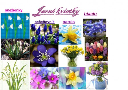 Projekt - Jarné kvety